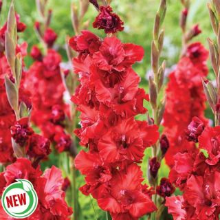 Velvet Raspberry Parrot Gladiolus Thumbnail